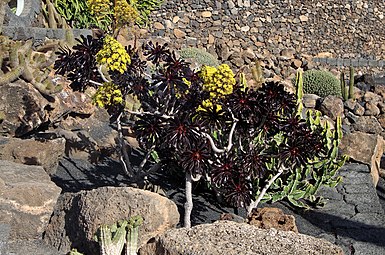 Aeonium_arboreum 'Atropurpureum'.