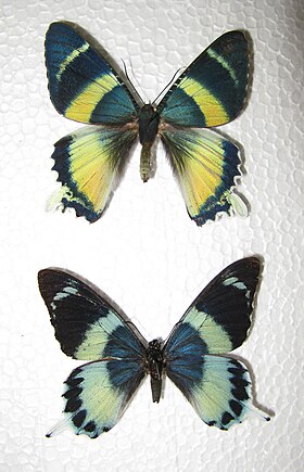 As mariposas do gênero Alcides, como esta Alcidis agathyrsus (acima), costumam se alimentar, em seu estágio larval, de plantas da família Euphorbiaceae, o que as torna tóxicas para seus predadores.[1] No caso desta espécie, existe uma borboleta Papilionidae, Papilio laglaizei (abaixo), que a imita, em um típico caso de mimetismo batesiano.[2]