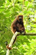 Miniatura para Alouatta guariba guariba