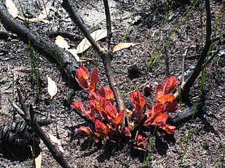Angophora hispida: Crecimiento epicormico después del incendio forestal