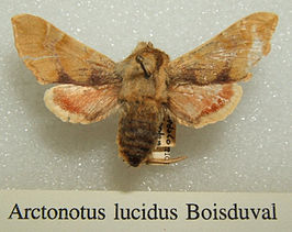 Proserpinus lucidus