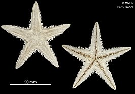 Astropecten michaelseni