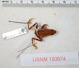 Atelopus tricolor