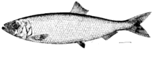Atlantic herring 2.gif
