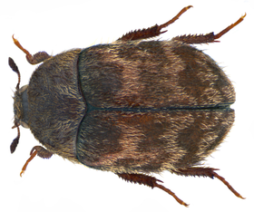 Attagenus civetta