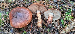 Batschi heinik Tricholoma batschii