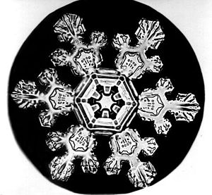 A picture of a Snow Crystal taken by Wilson Be...