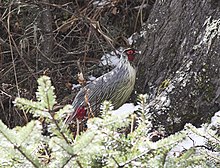 Blood Pheasant.jpg