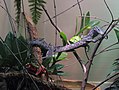 Blue Tree monitor