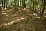 Bild 3: Ringwall an der Südseite, Blick von Westen. Links die Burgfläche