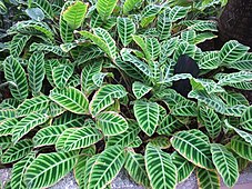 Calathea zebrina