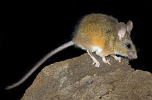Калифорнийска мишка 5 Peromyscus californicus.jpg