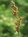 Elzenzegge (Carex elongata)