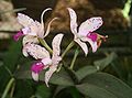 Cattleya amethystoglossa *