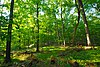 Cedarburg Beech Woods.jpg