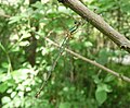Chalcolestes viridis Weidenjungfer