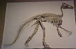 Miniatura para Claosaurus agilis