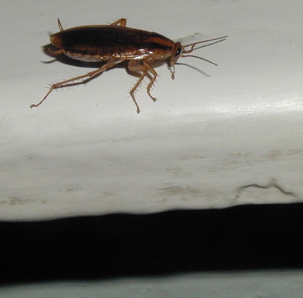 File:Cockroach.jpg