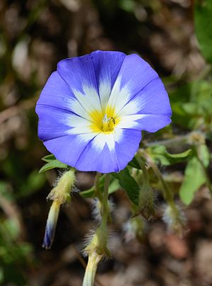 fleur bleue autour, blanche au milieu, jaune au centre