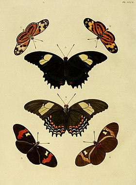 E. isabella é o par de borboletas acima (em vista inferior e superior), nesta ilustração de 1779.