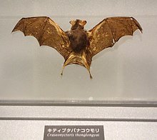 Craseonycteris thonglongyai - National Museum of Nature and Science, Tokyo - DSC07490.JPG