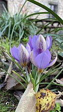 Crocus