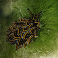 April 10: The sea slug Cyerce nigricans feeding on Chlorodesmis fastigiata.