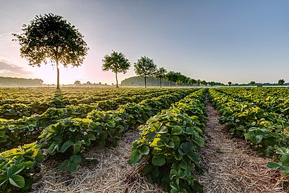 Plantação de morangos na zona rural de Dernekamp, Kirchspiel, Dülmen, Renânia do Norte-Vestfália, Alemanha. (definição 3 840 × 2 564)