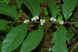 Dichapetalum gelonioides