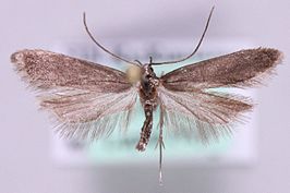 Acanthophila latipennella