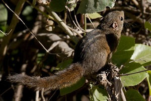 Dusky striped squirrel by N A Nazeer.tif