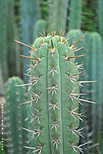 Miniatura para Echinopsis peruviana