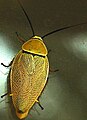 Golden cockroach