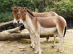 Ane du Tibet dans ANE 250px-Equus_kiang_holdereri04