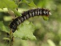 Eriogaster catax larva