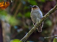 Brown flycatcher with grey belly