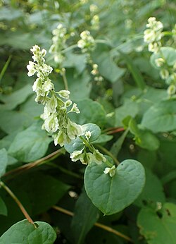 Fallopia scandens