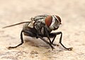 Musca domestica