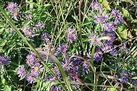 New England aster