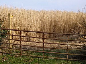 English: Footpath through bio-fuel field [1]