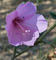 Hibiscus pendunculatus; casi endémica de Maputalandia-Pondolandia-Albania