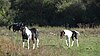 Frays Farm Meadows koně.jpg