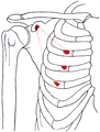 Insertions du muscle petit pectoral