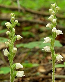 애기사철란(Goodyera repens)