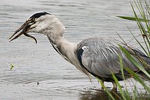 The European eel being critically endangered impacts other animals such as this Grey Heron that also eats eels. Grey Heron, Leighton Moss.jpg