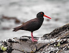 Haematopus fuliginosus Bruny