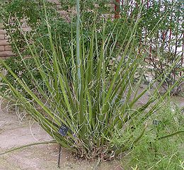 Pluoštinis agavėtis (Hesperaloe funifera)