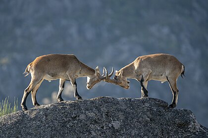 Souboj samců kozorožce iberského v Národním parku Peneda-Gerês