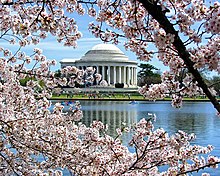 The Jefferson Memorial visible through cherry blossoms across the Tidal Basin Jefferson Memorial Cherry Blossoms Tidal Basin Washington DC.jpg