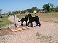 Dogs at a dog park